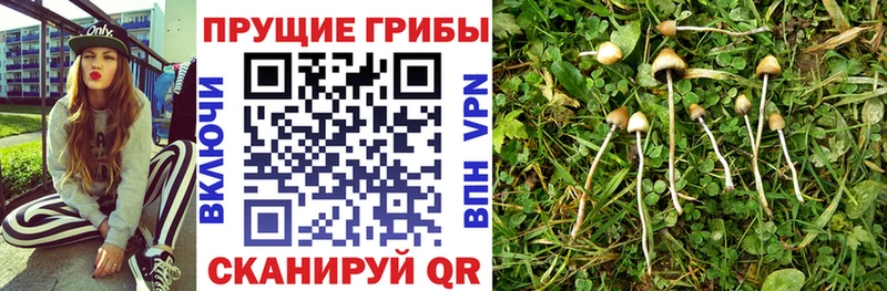 darknet официальный сайт  наркошоп  Карасук  Галлюциногенные грибы Psilocybe 